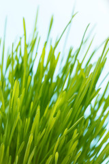Fototapeta premium spring grass