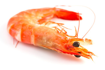 shrimp on white background