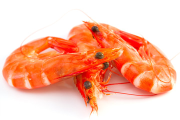 shrimps on white background