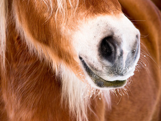 Pferde Detail 85, Nase Nüstern und Maul von vorne seitlich