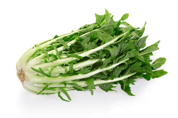 Chicory or catalogna isolated on white with clipping path - obrazy, fototapety, plakaty