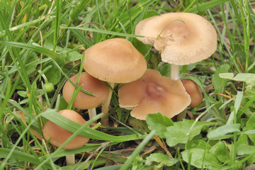 Mushrooms in the grass