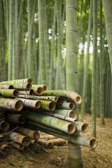 Harvested Bamboo in Forest