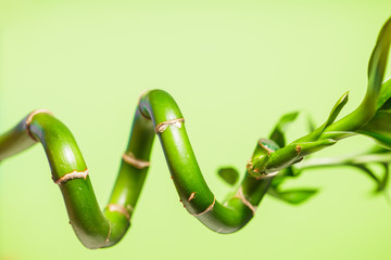 Green bamboo