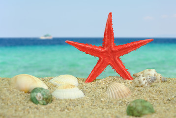 Fototapeta na wymiar Czerwona Rozgwiazda na plaży