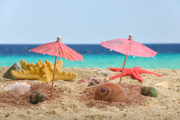 Nautilus sea shell catching shadow