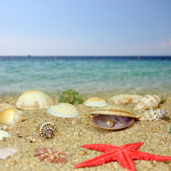 Sea shells and pearls