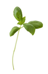 Basil isolated on white background