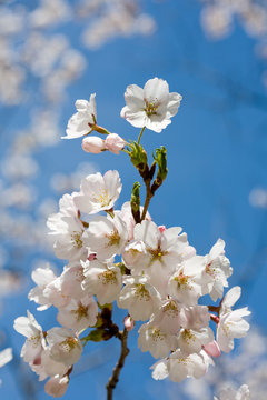 Spring cherry blossom against blue sky, close-up