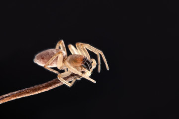 Fototapeta premium spider