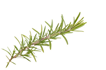 rosemary