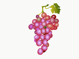 Лоза винограда