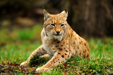 Naklejka premium Lynx