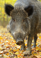 Wild boar