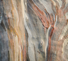 Background of rainbow eucalyptus tree bark - obrazy, fototapety, plakaty