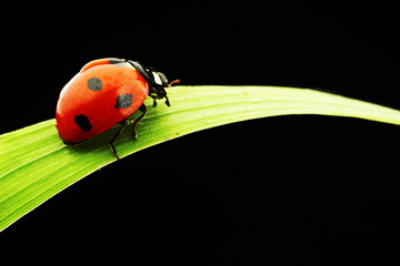 ladybug isolated on black