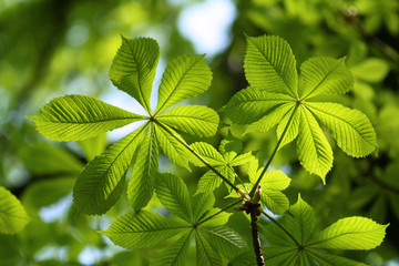 Green Chestnut Leaves in beautiful light - 49722304