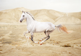 Obraz na płótnie Canvas Rasowy biały koń arabski w pustyni