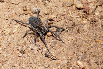 High angle photo wolf spider