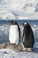 Fototapeta premium Gentoo penguin couple on the background of the glaciers.