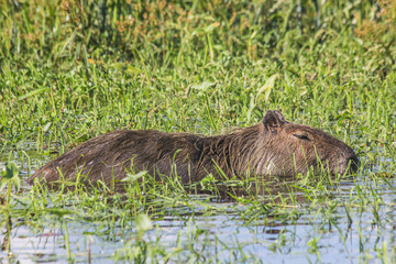 Capybara in the swamp