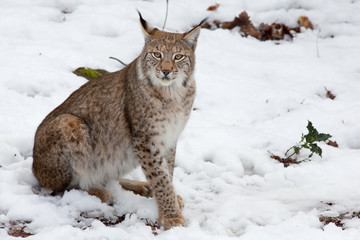 Luchs