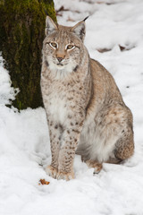 Fototapeta premium Luchs