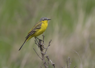 Fototapeta premium Male yellow wagtail sitting on a dead branch.
