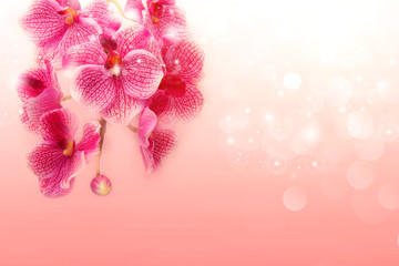 Lovely pink orchids on a soft pink background