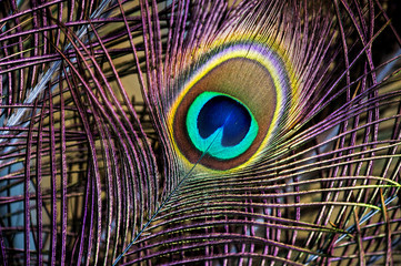Obraz premium Peacock Feathers