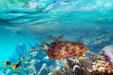 Green turtle in the tropical water of Thailand