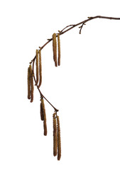 Naklejka premium Wiosenne leszczyna kotki na białym tle nad białym tle