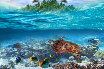 Green turtle in the tropical water