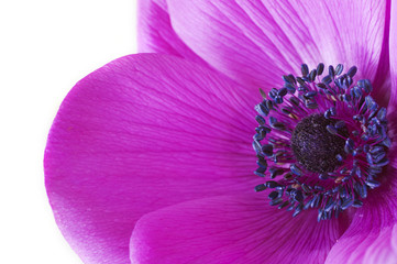 macro inside a purple anemone flower