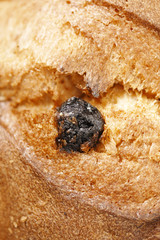 Panettone close-up (Texture)