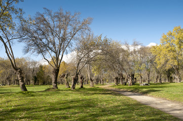 Fototapeta premium Ash tree grove in Soto del Real, Madrid Province, Spain