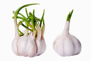 Two sprouting garlic