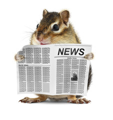Funny chipmunk read newspaper