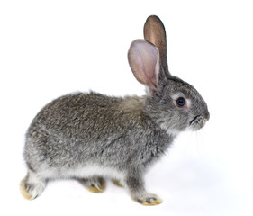 Obraz premium grey rabbit on a white background