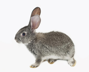 Obraz premium grey rabbit on a white background