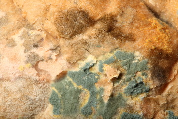 Mould growing on old bread