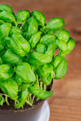 potted basil herb plant on wooden table