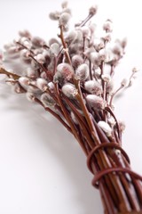 Pussy willows © 7monarda