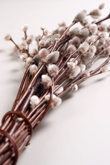 Pussy willows © 7monarda