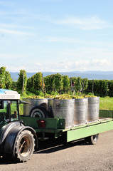 Weinlese