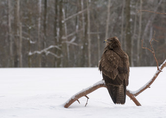 Buzzard
