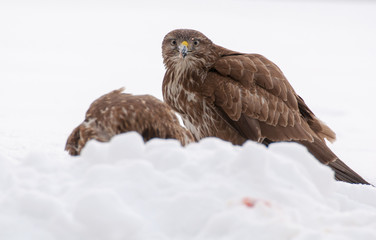 Buzzard