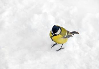 One titmouse bird on textured white snow