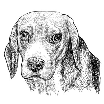 The drawing portrait of Beagle.