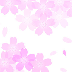 Fototapeta premium 櫻